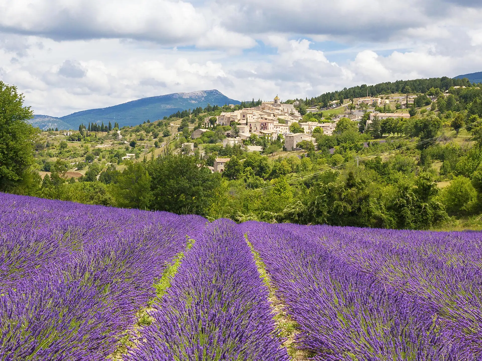 Champs de lavandes en Provence